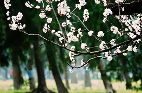Temple Of Heaven Park Apricot Blossom Woods
