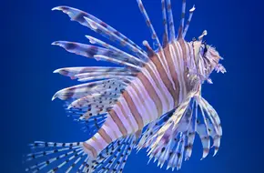 Qingdao Underwater World