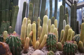 Xiamen Botanical Garden Cactus Plant Exhibition Hall