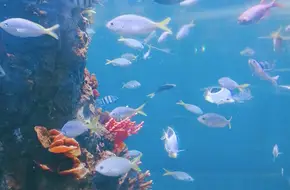 Qujiang Ocean Park