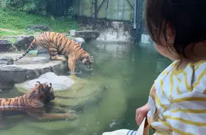 Cheetah Mountain