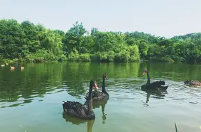 Chengdu Research Base Of Giant Panda Breeding-Swan Lake