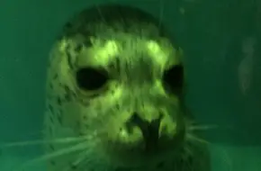 Marine Life Museum