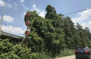 Zi Ni Tang Farm