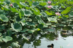 Yuanmingyuan Lotus Base