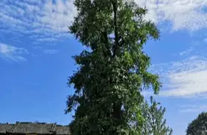 Shangyuan Palace