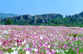 Naigu Stone Forest Scenic Area