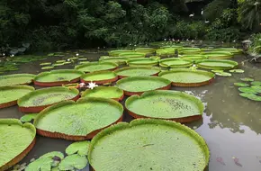 Water Lily Pond