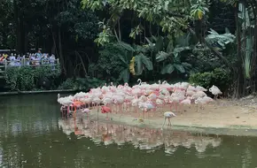Chimelong Safari Park - Africa Discovery
