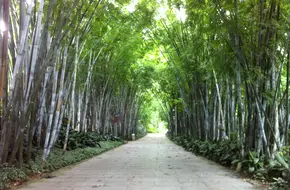 Huanghuagang Park