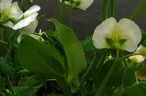 Tianxiang Valley Eco-Farm