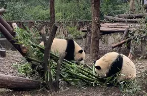 Giant Panda Moon Maternity Ward Sightseeing Station