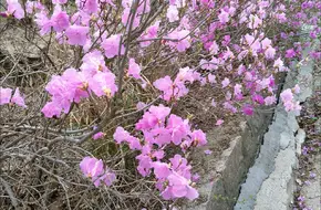 Rhododendron Valley
