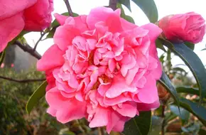 Fengzeyuan Botanical Garden