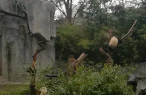 Shu Road Garden