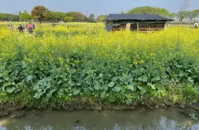 Haipang Village