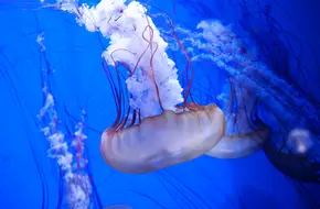 Qingdao Underwater World
