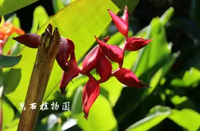 Flower Garden