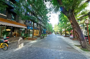 Paulownia Street