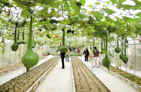 Panyu Qifu Farm