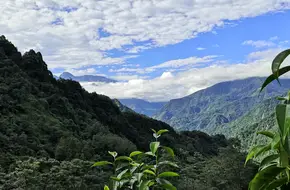 Sichuan Xishu Lu'S Bitter Orange Tea Plantation