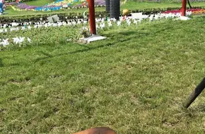 Dragon Soar Family Farm