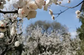 Temple Of Heaven Park Apricot Blossom Woods