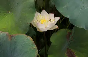Water Lily Pond