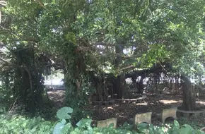 Banyan Garden