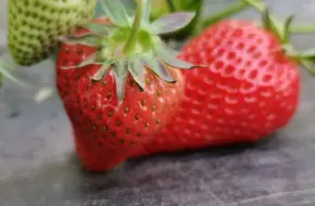 Lvpu Strawberry Picking Garden
