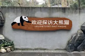 Giant Panda Moon Maternity Ward Sightseeing Station