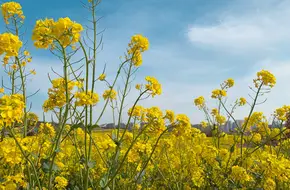 Qingdao West Coast Ecological Sightseeing Park