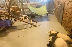 Chengdu Research Base Of Giant Panda Breeding, Sun Maternity Den