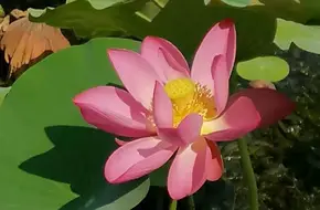 Yuanmingyuan Lotus Base