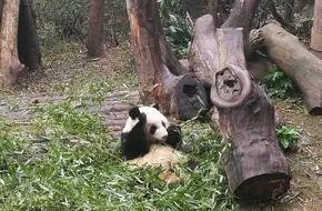 Giant Panda Moon Maternity Ward Sightseeing Station