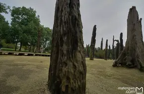 Jinsha Site Museum Ebony Forest