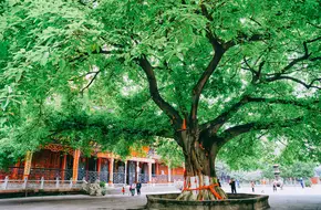 Zhaojue Temple