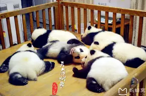 Chengdu Research Base Of Giant Panda Breeding