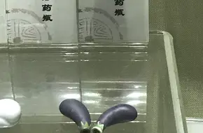 Guangdong Traditional Chinese Medicine Museum