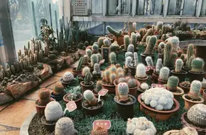 Xiamen Botanical Garden Cactus Plant Exhibition Hall