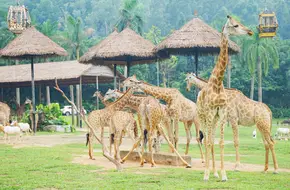 Chimelong Safari Park - Africa Discovery