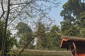 Guangyan Zen Temple, Phoenix Mountain