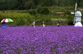 Herb Culture Expo Park