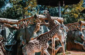 Yunnan Wildlife Park