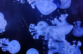 Dream Jellyfish Palace