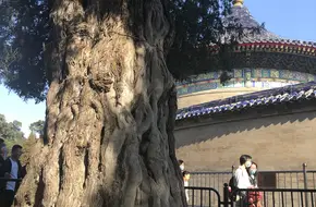Nine Dragon Cypress