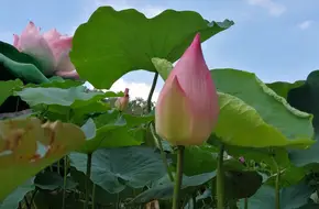 Lotus Lake