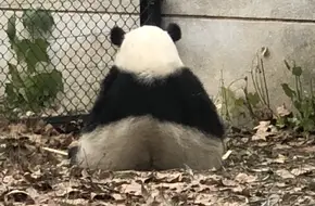 Panda Pavilion