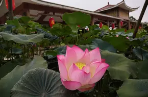 Water Lily Pond