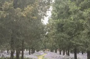 Temple Of Heaven Park Apricot Blossom Woods